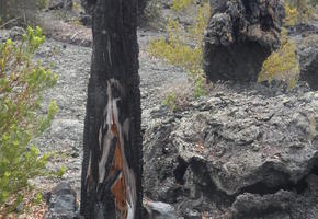 Lava tree partially collapse